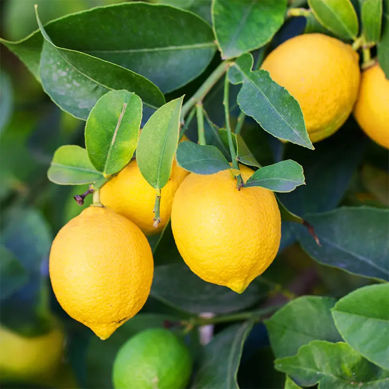 Citrus limon 'Lisbon' (Lemon)