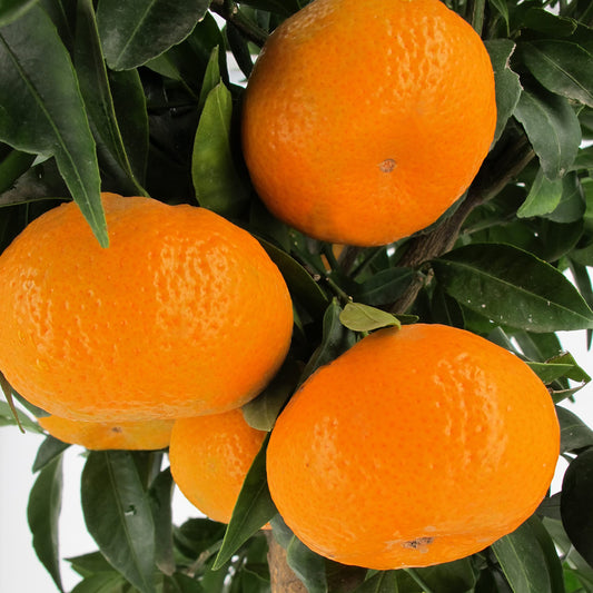 Citrus reticulata 'Aoshima' (Mandarin)