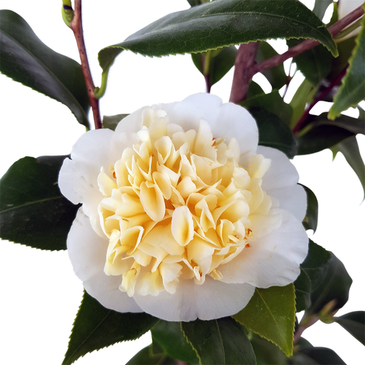 Camellia 'Gwenneth Morey'