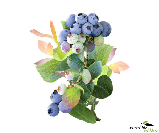 Vaccinium 'Pink Icing' (Blueberry) PVR