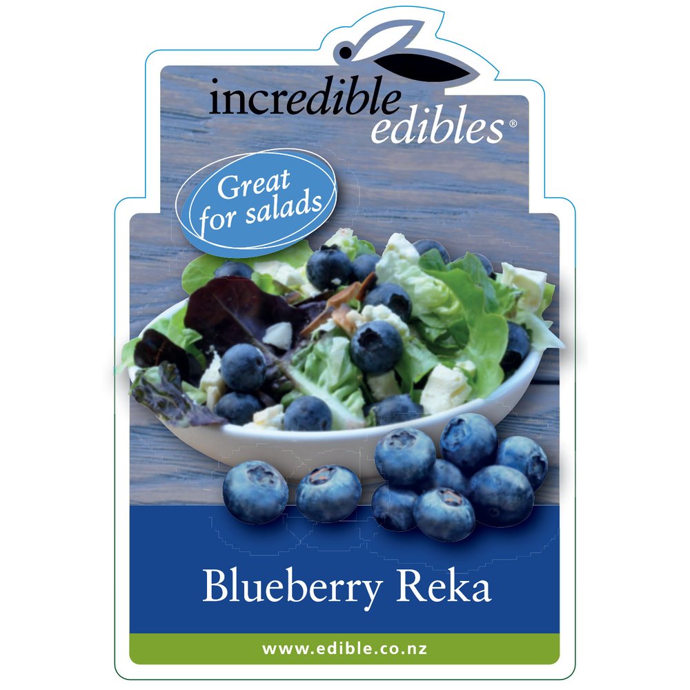 Vaccinium 'Reka' (Blueberry)