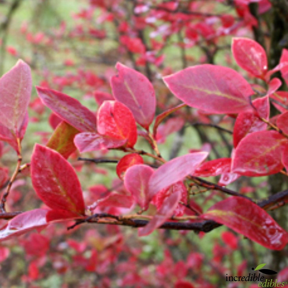 Vaccinium 'Reka' (Blueberry)