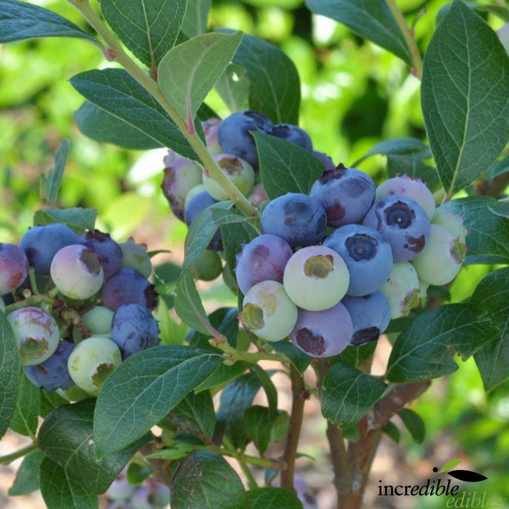 Vaccinium 'Reka' (Blueberry)