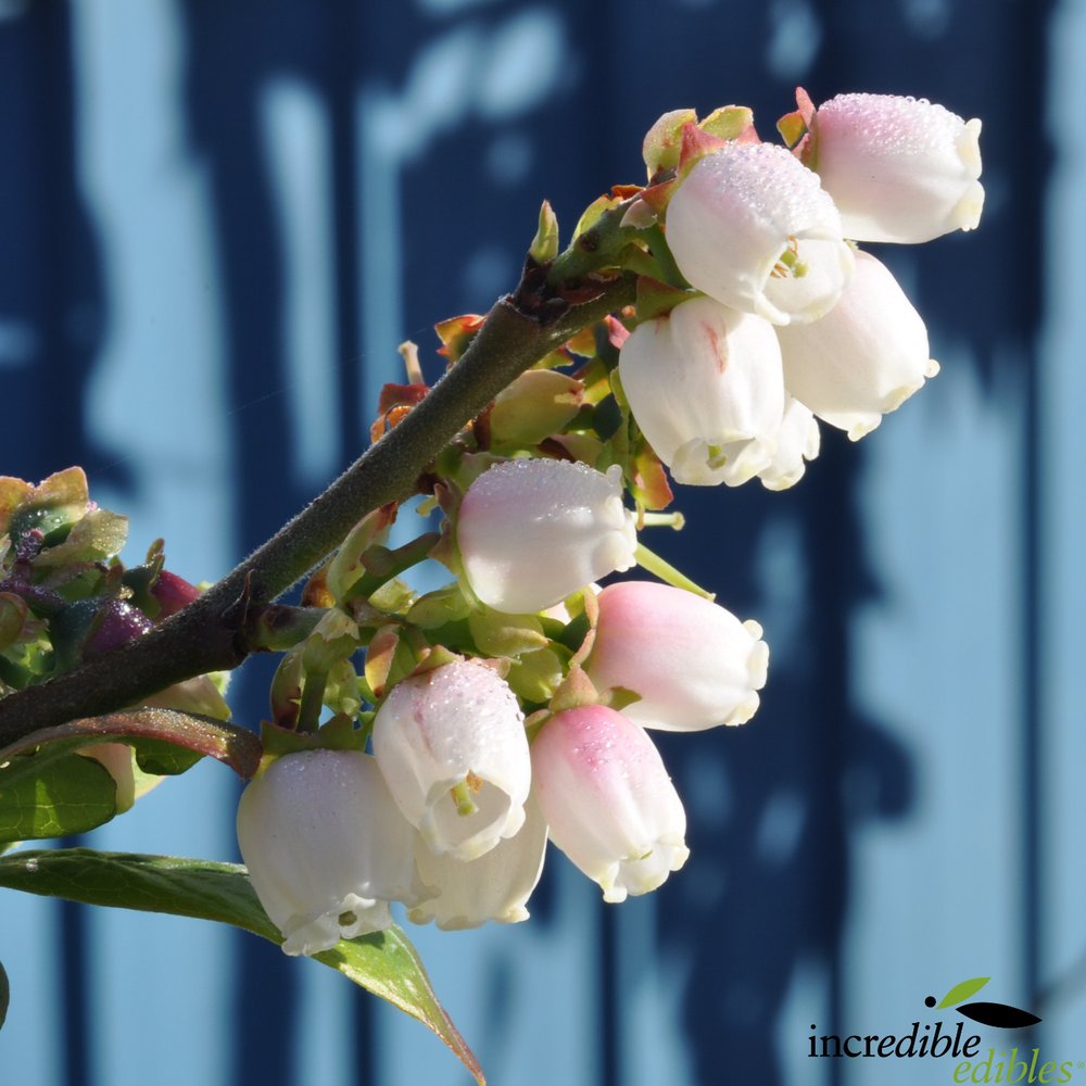 Vaccinium 'Reka' (Blueberry)