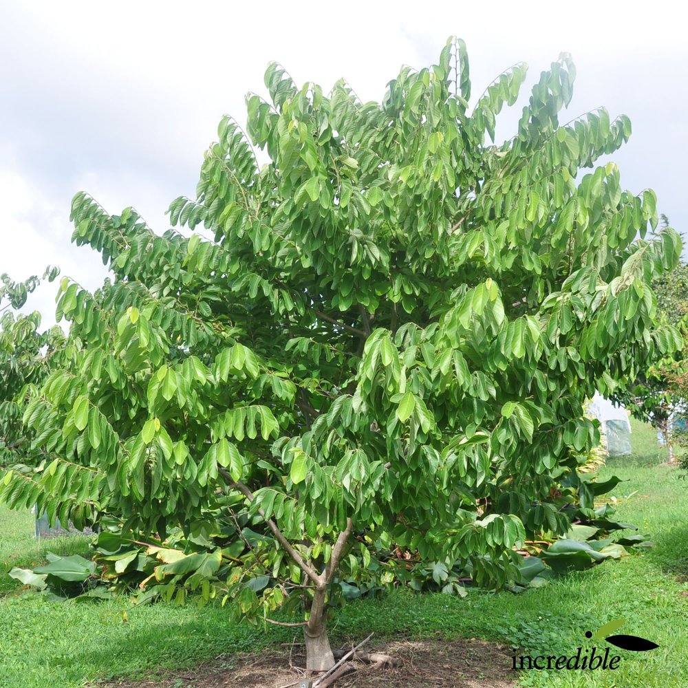 Annona cherimola 'Burton's Favourite' (Cherimoya)