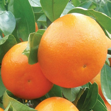 Citrus reticulata 'Okitsu' (Mandarin)