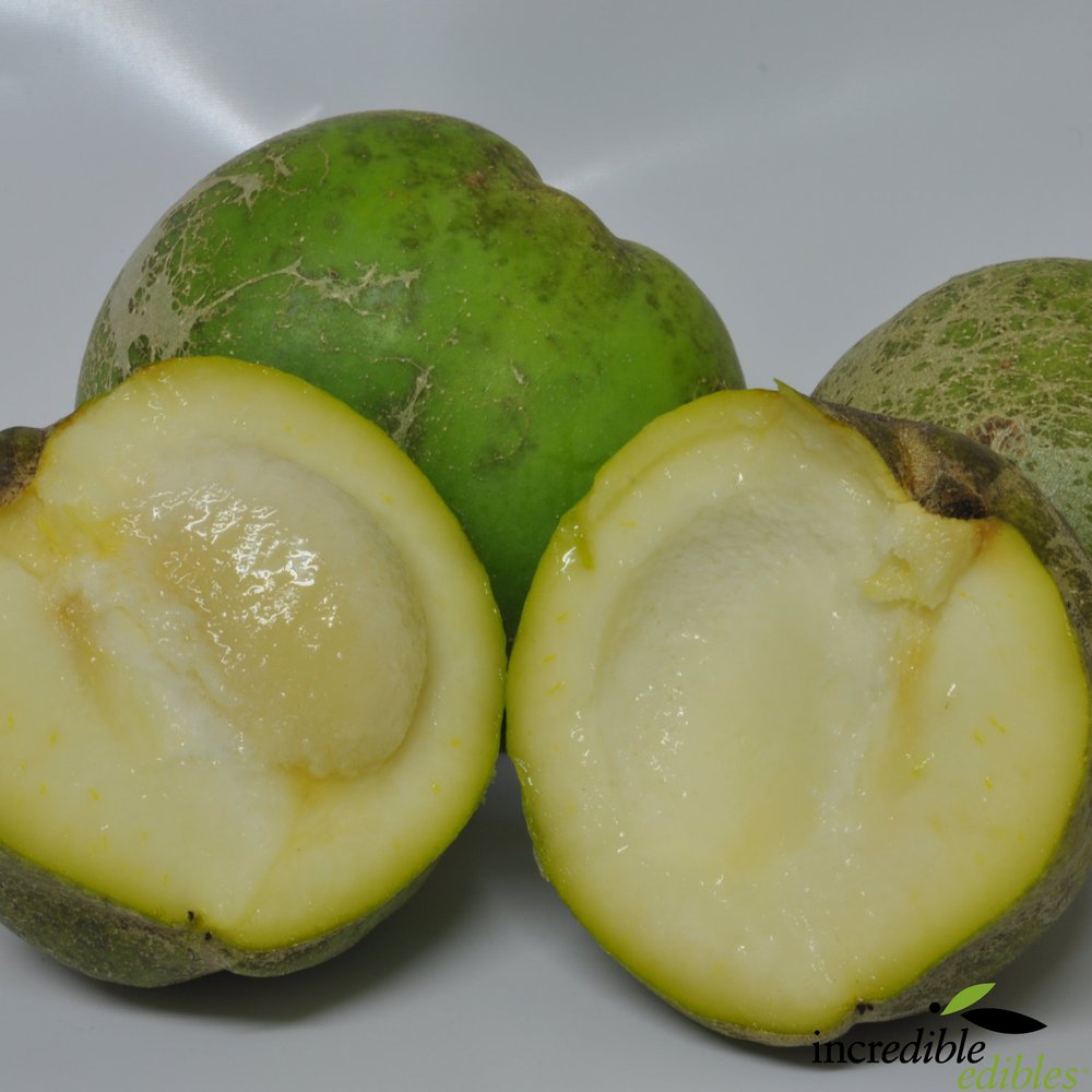 Casimiroa edulis 'Luke' (White Sapote)