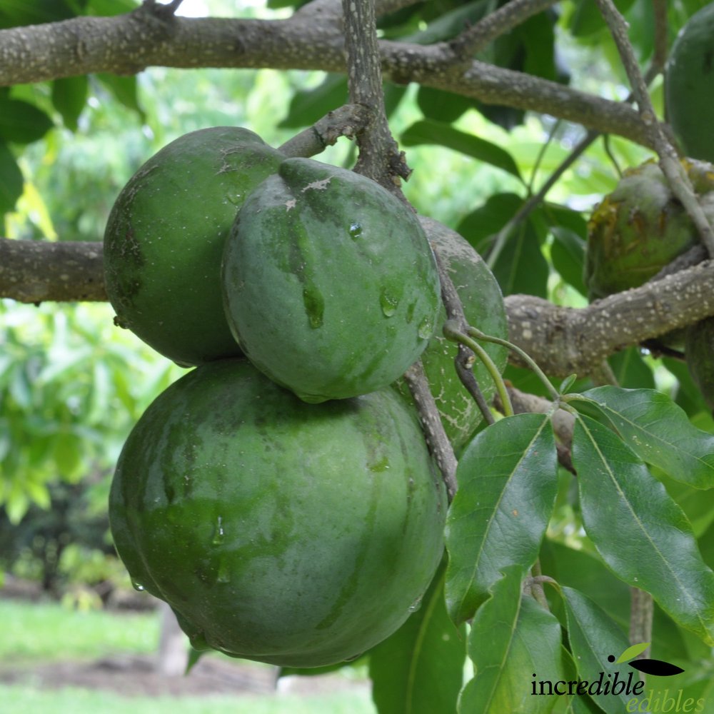 Casimiroa edulis 'Luke' (White Sapote)