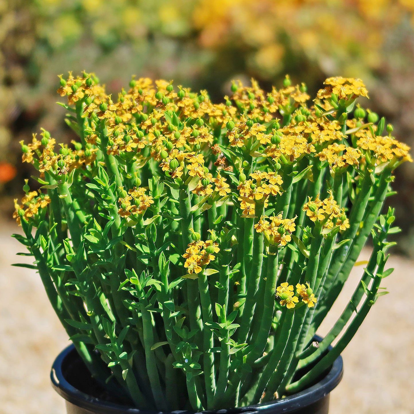 Euphorbia mauritanica (Golden Spurge)