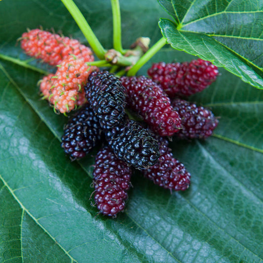 Morus nigra 'Plum Pink Shahtoot' (Black Mulberry)