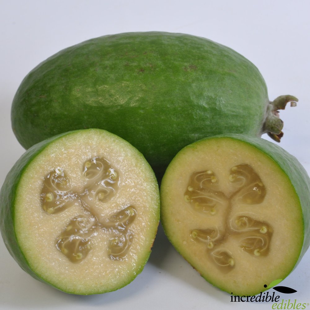 Feijoa sellowiana 'Antoinette' (Feijoa) PVR