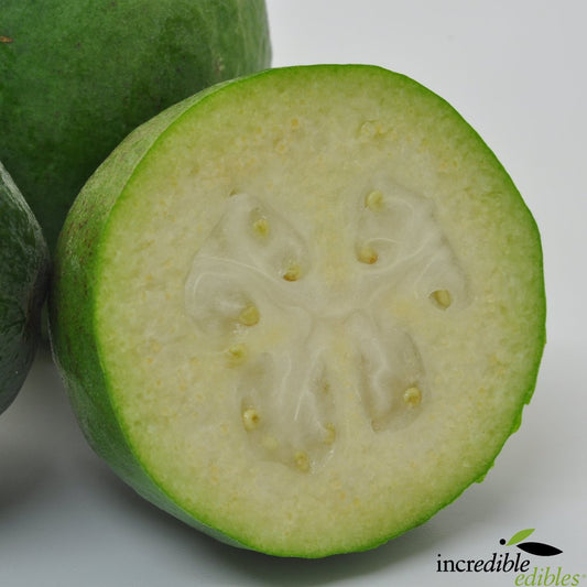 Feijoa sellowiana 'Pounamu' (Feijoa)