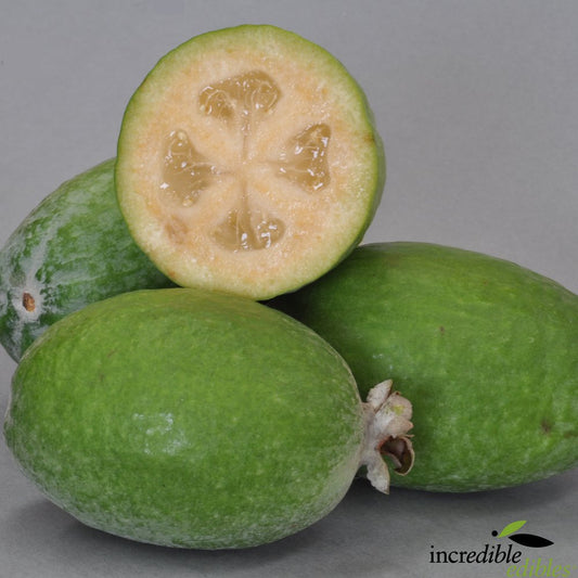 Feijoa sellowiana 'White Goose' (Feijoa)