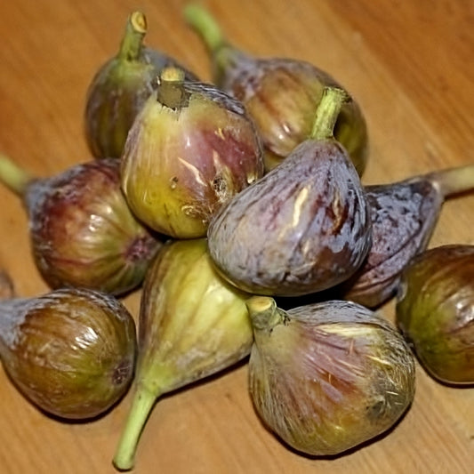 Ficus carica 'Hyndmans' (Fig)