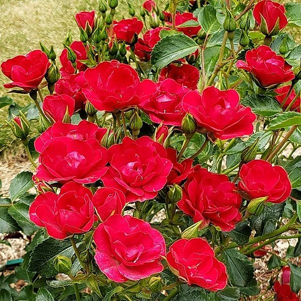Rosa Flower Carpet® 'Mini Cherry' (Carpet Rose)