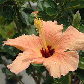 Hibiscus rosa-sinensis 'Tropical Peach' (Peach Hibiscus)