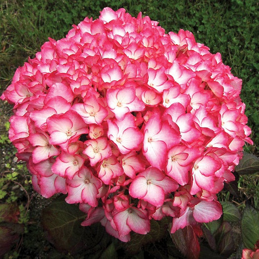 Hydrangea macrophylla 'Sabrina'