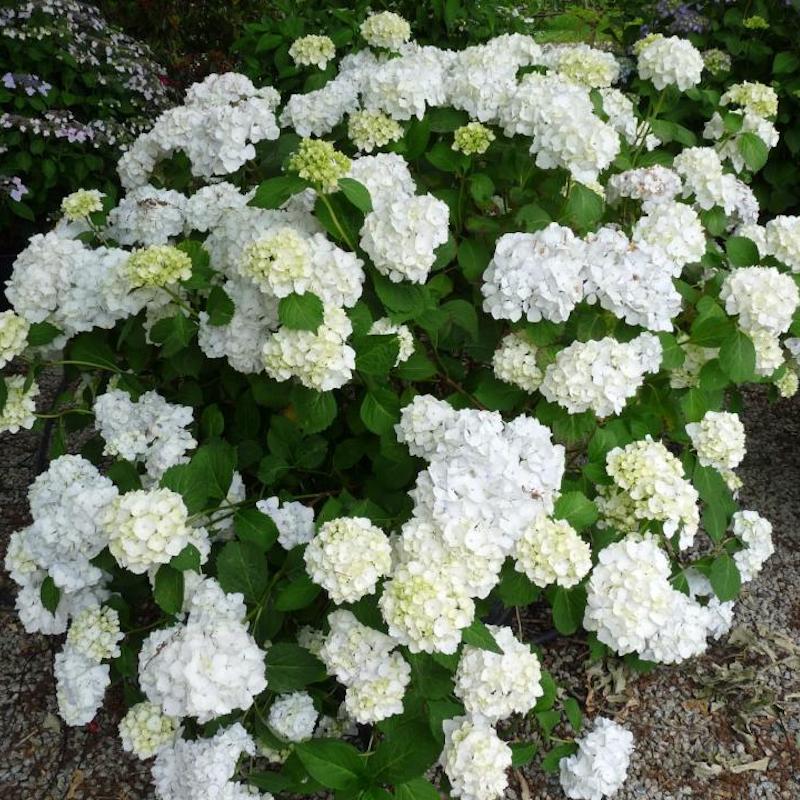 Hydrangea macrophylla 'Le Cygne'