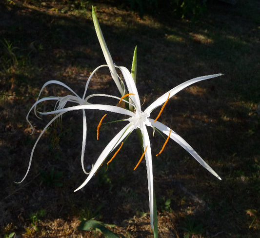 Hymenocallis harrisiana (St. Nicholas Star Spider Lily)