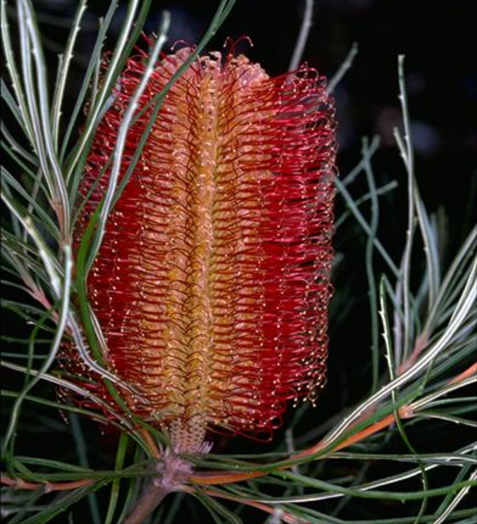 Banksia occidentalis (Red Swamp Banksia)