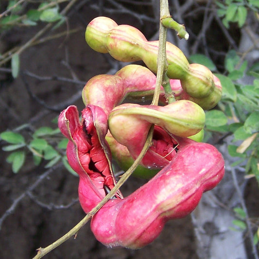 Pithecellobium dulce (Manila Tamarind)