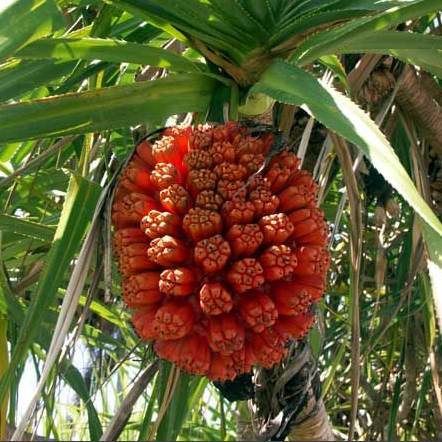 Pandanus odoriferย (Screwpine)