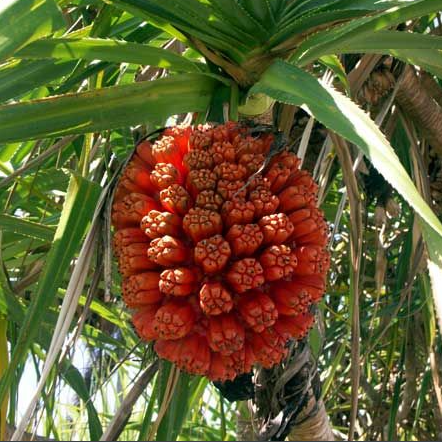 Pandanus odorifer (Screwpine)