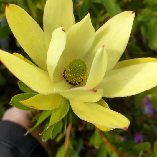 Leucadendron laureolum 'Golden Tulip' (Peninsula Conebush)