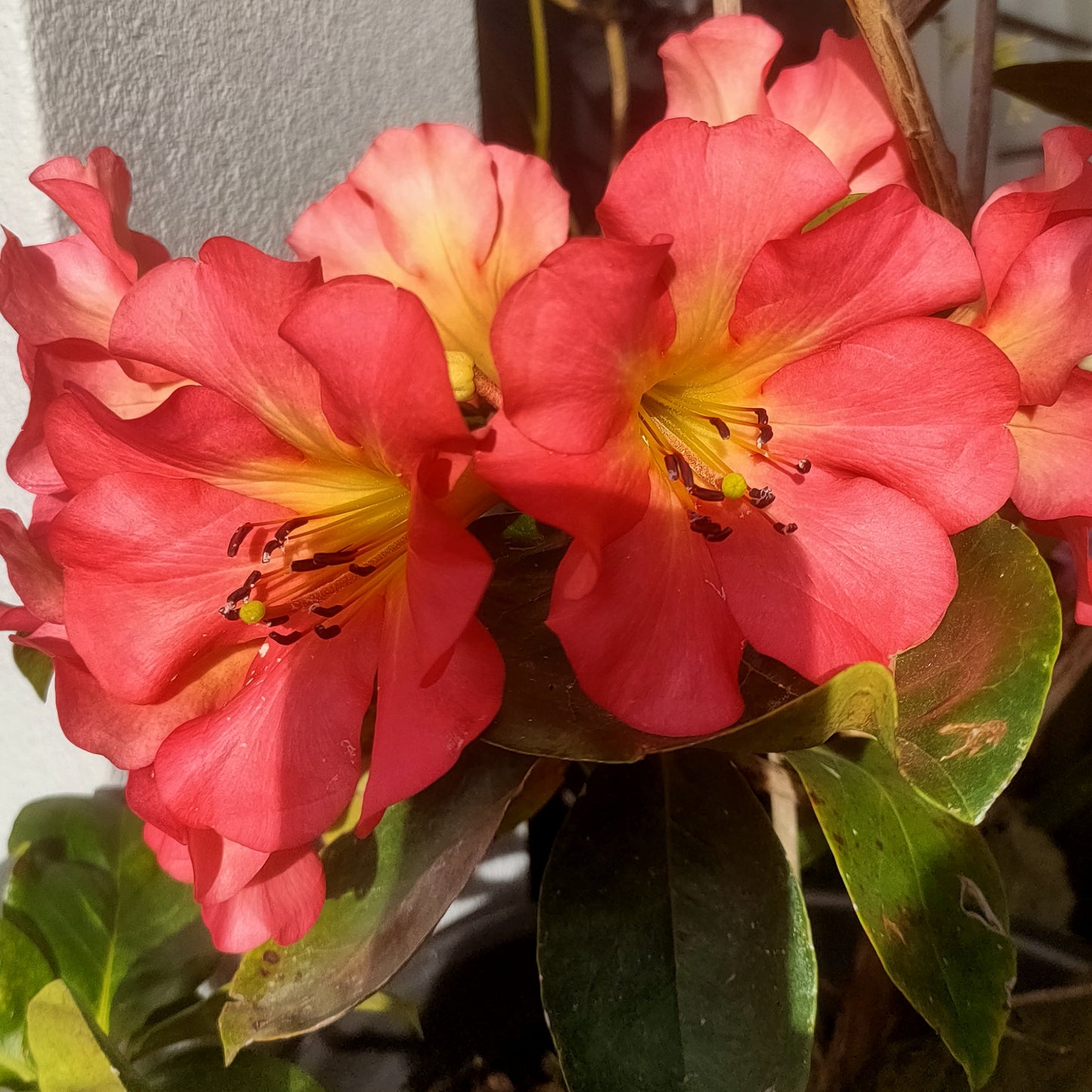 Rhododendron 'Satan's Gift' (Vireya)