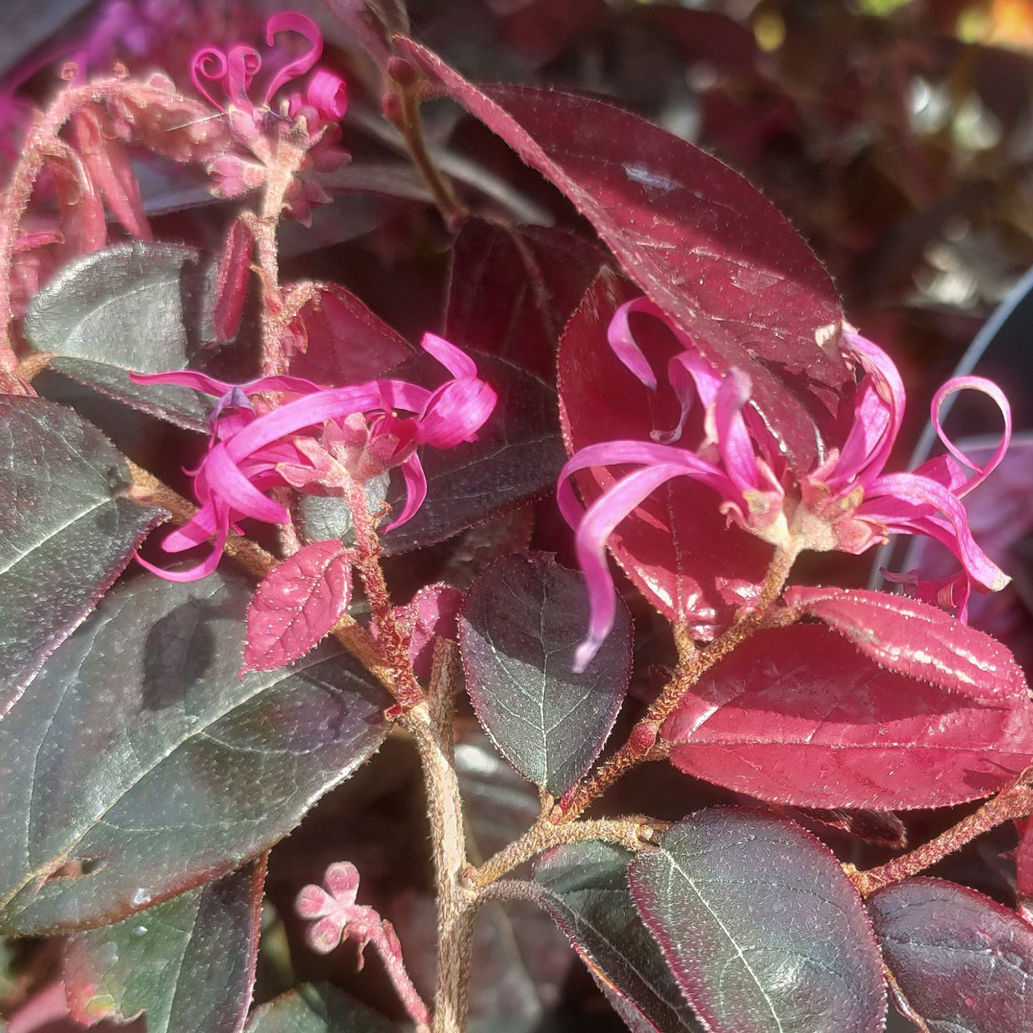 Loropetalum chinense var. rubrum 'Fire Dance' (Chinese Fringe Flower, Strap Flower)