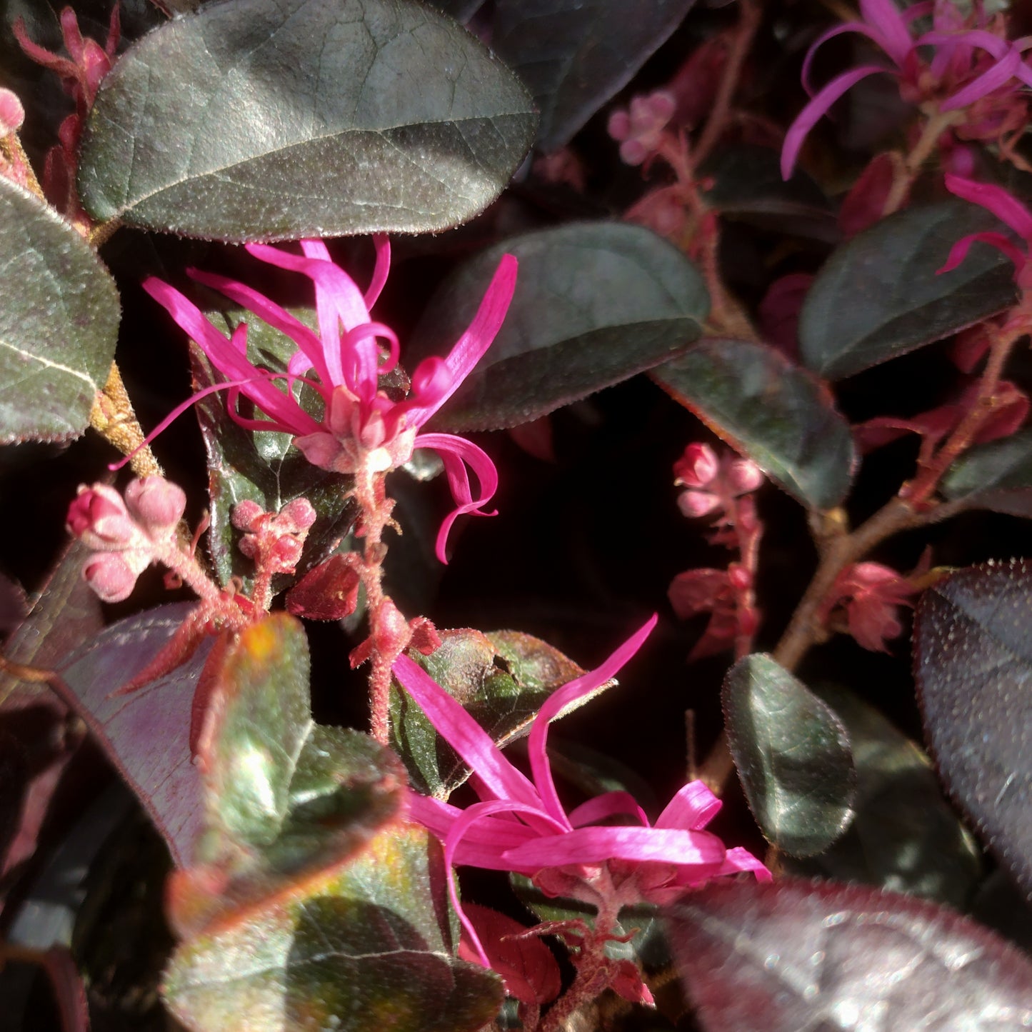 Loropetalum chinense var. rubrum 'Fire Dance' (Chinese Fringe Flower, Strap Flower)