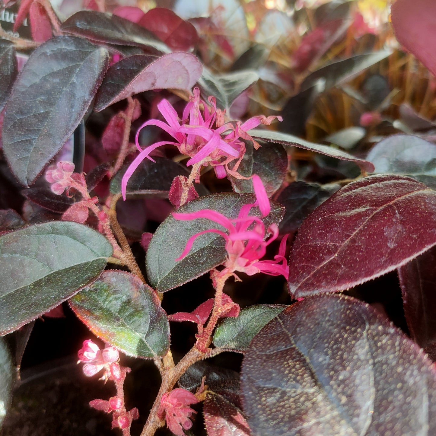 Loropetalum chinense var. rubrum 'Fire Dance' (Chinese Fringe Flower, Strap Flower)