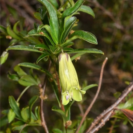 Billardiera longiflora (Purple Apple-Berry)