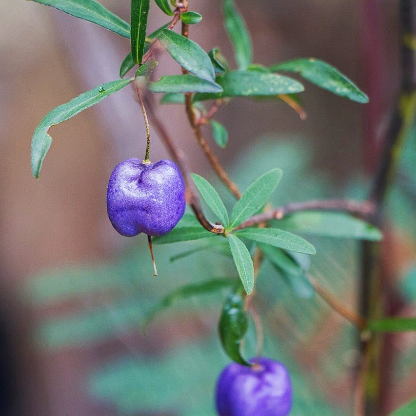 Billardiera longiflora (Purple Apple-Berry)