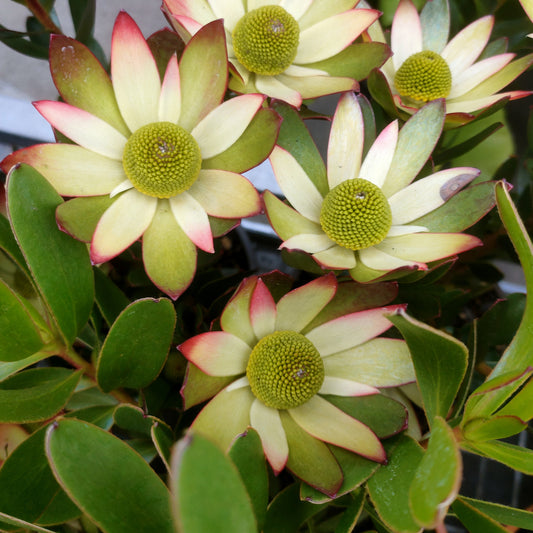 Leucadendron 'Harvest' (Conebush)