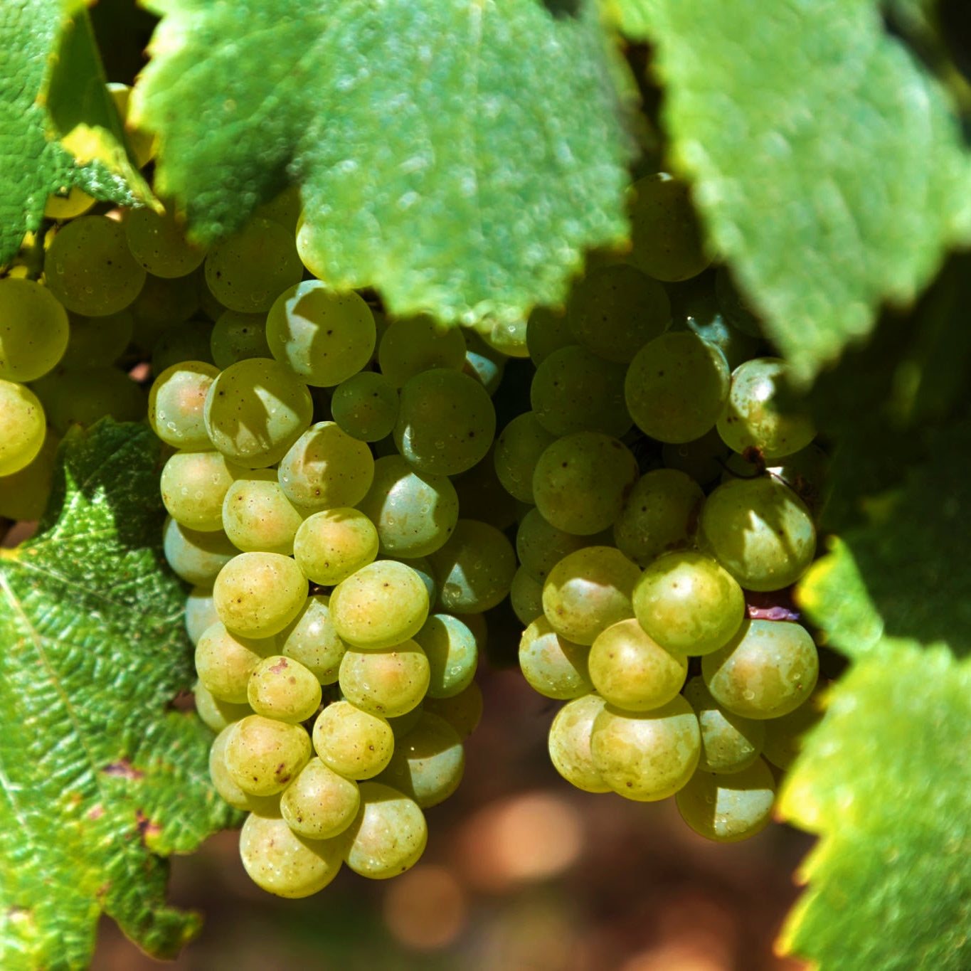 Vitis vinifera x labrusca 'Himrod' (Grape)