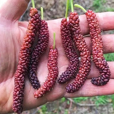 Morus macroura 'Strawberry Shahtoot' (Mulberry)