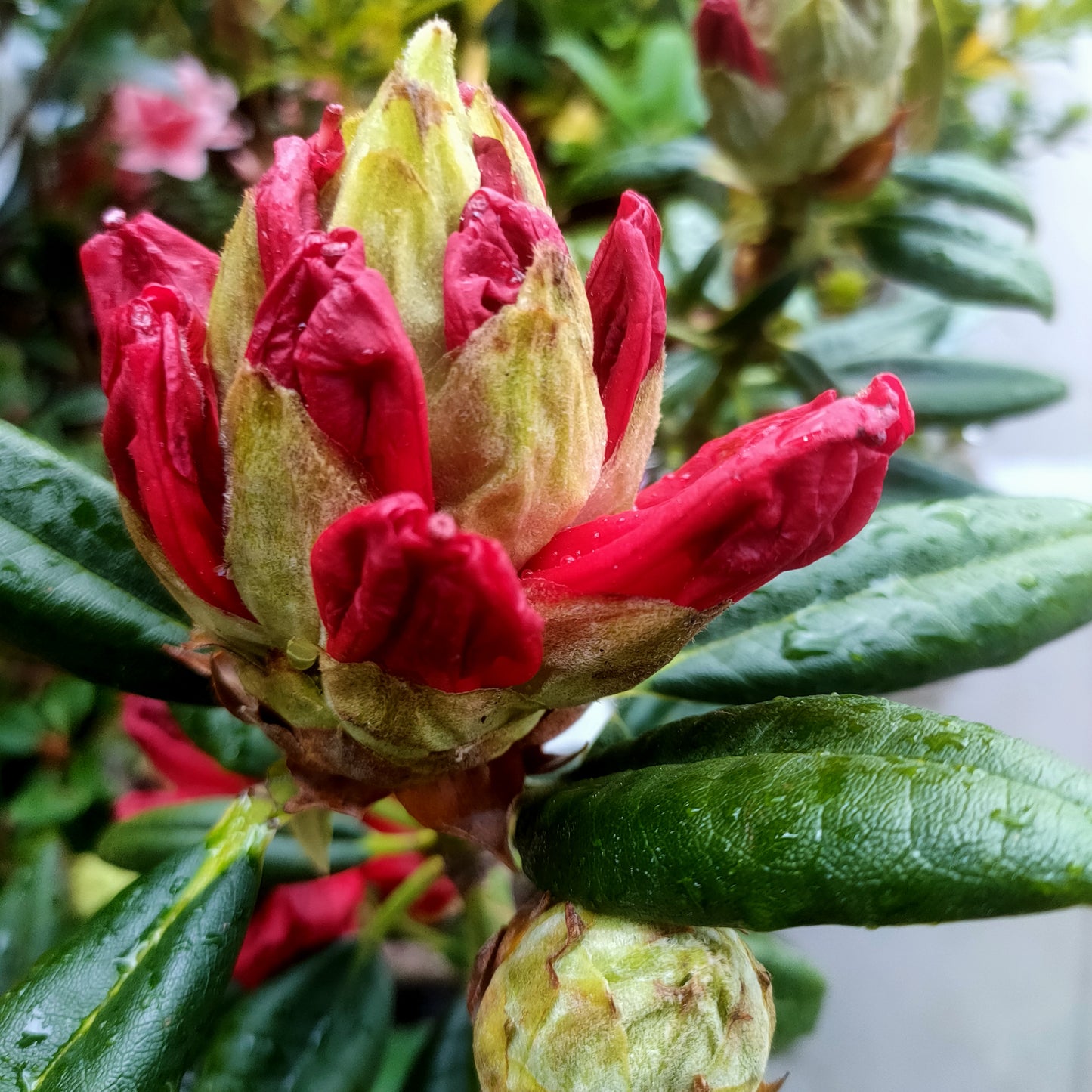 Rhododendron 'Lady in Red'