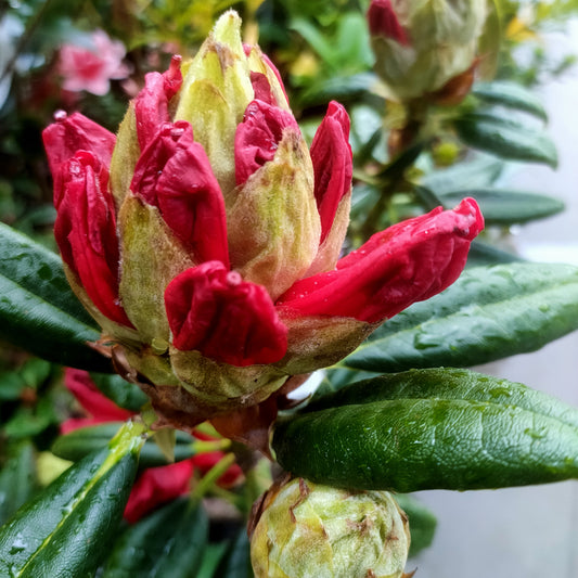 Rhododendron 'Lady in Red'