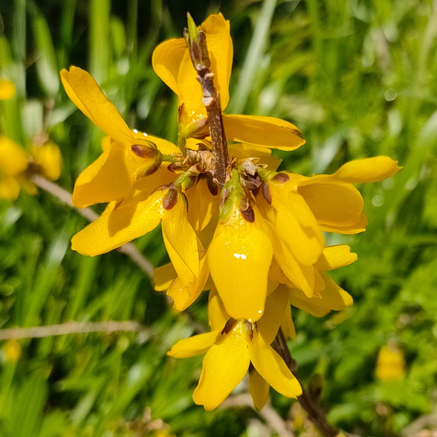 Forsythia 'Lynwood Gold'