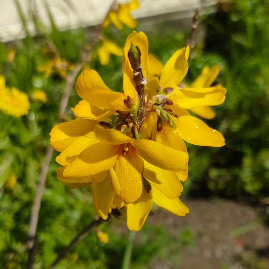 Forsythia 'Lynwood Gold'