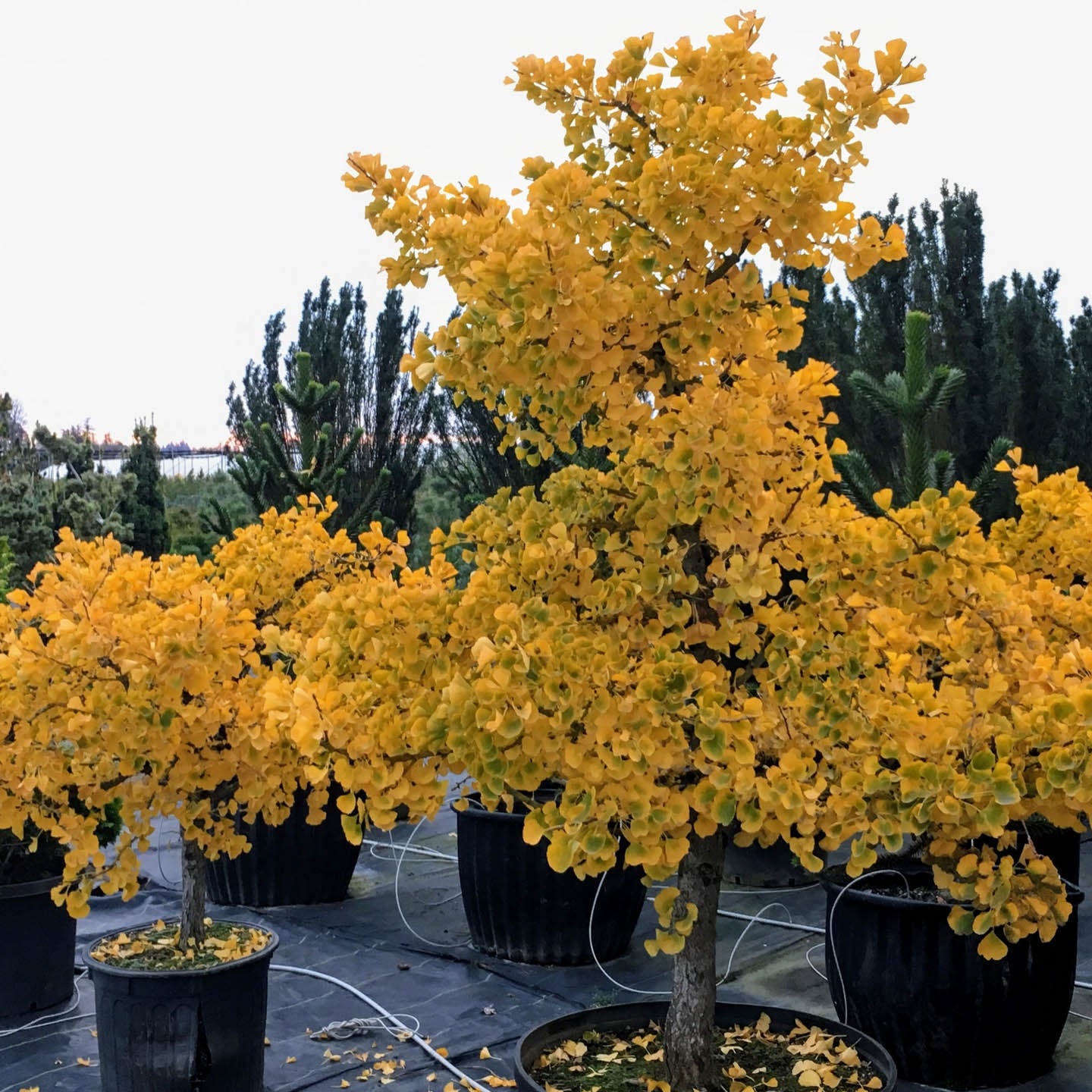 Ginkgo biloba 'Jade Butterflies' (Maidenhair Tree) ♂