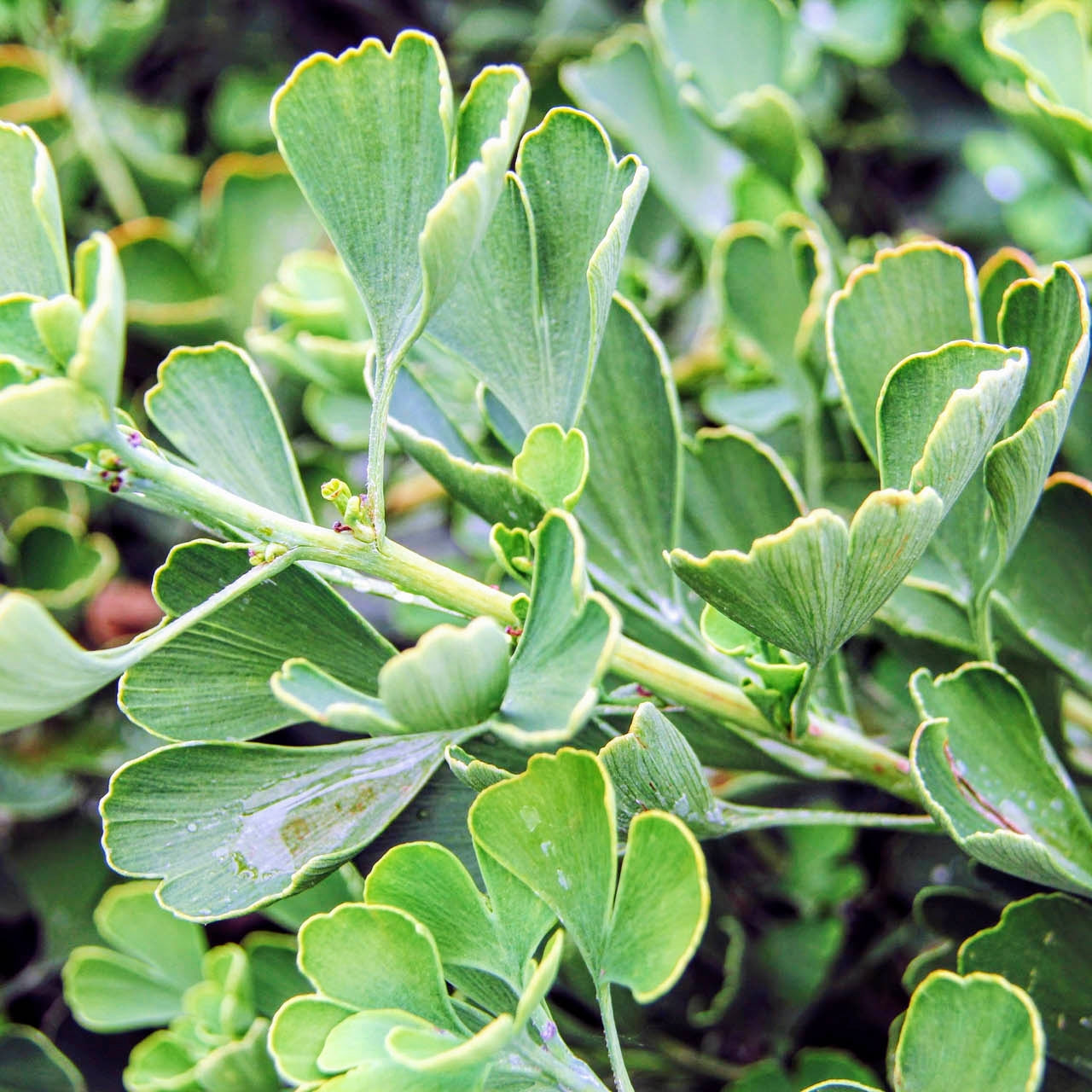 Ginkgo biloba 'Jade Butterflies' (Maidenhair Tree) ♂