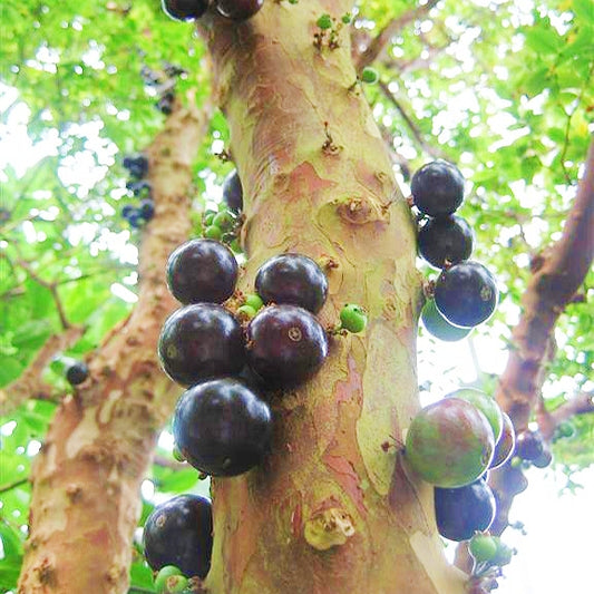 Plinia cauliflora 'Sabara' (Jabuticaba)