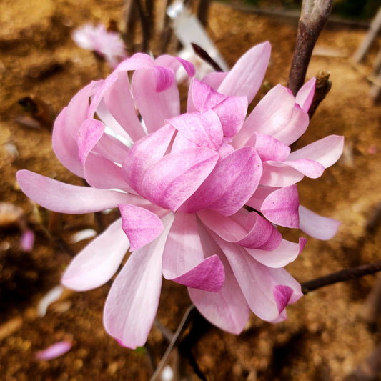 Magnolia stellata 'Jane Platt'