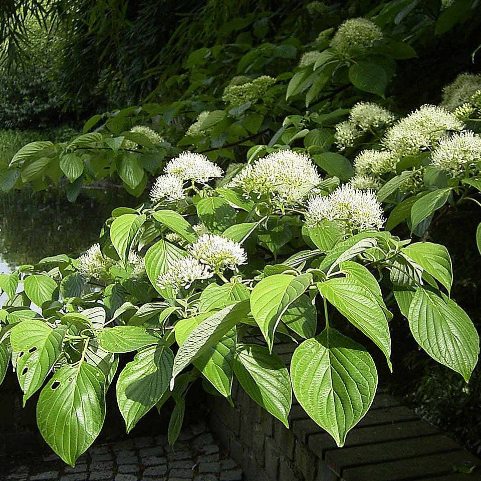 Cornus controversa (Wedding Cake Tree)