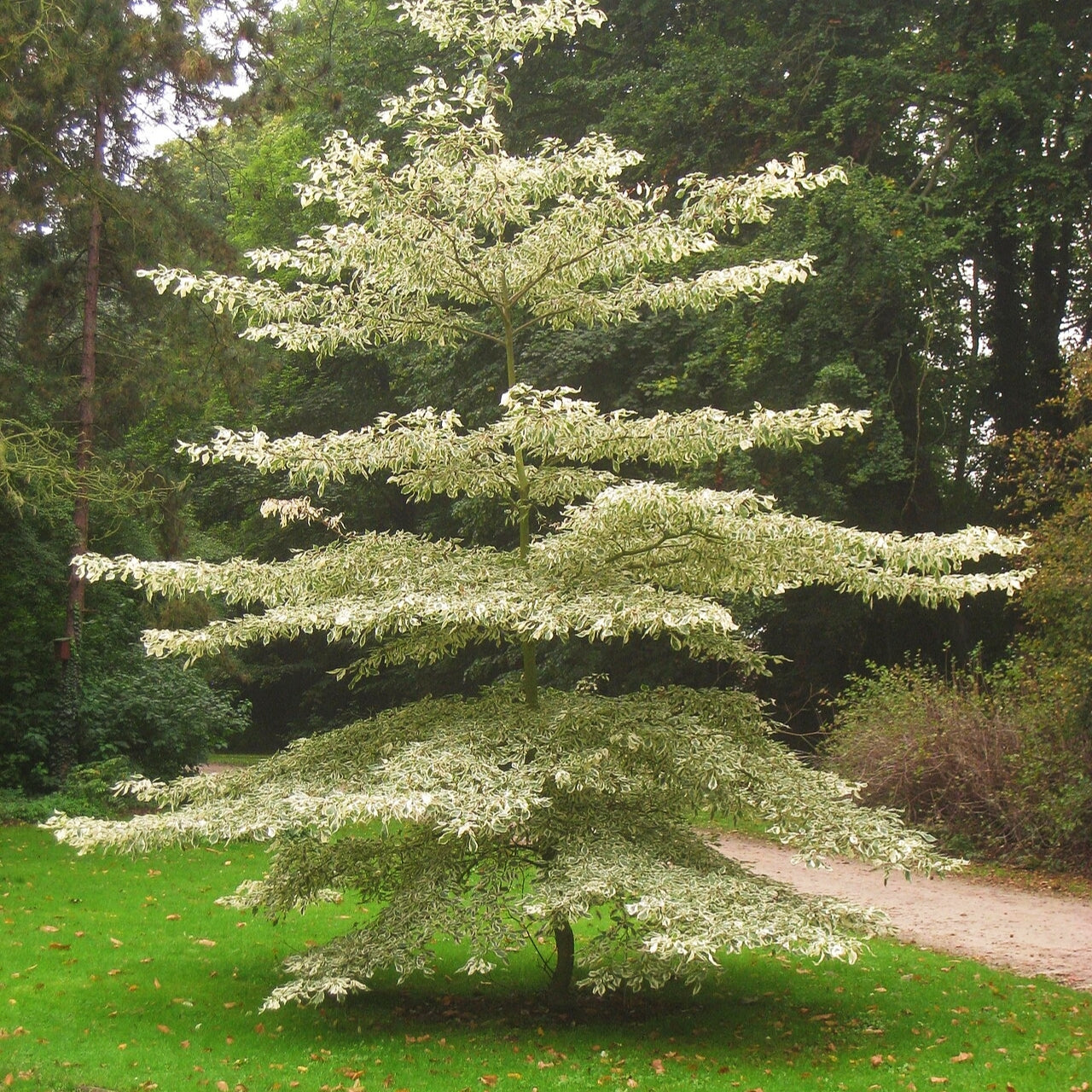 Cornus controversa (Wedding Cake Tree)