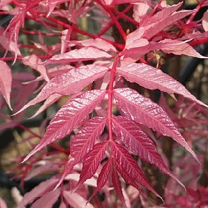 Toona sinensis 'Flamingo' (Chinese Mahogany) Pikirangi