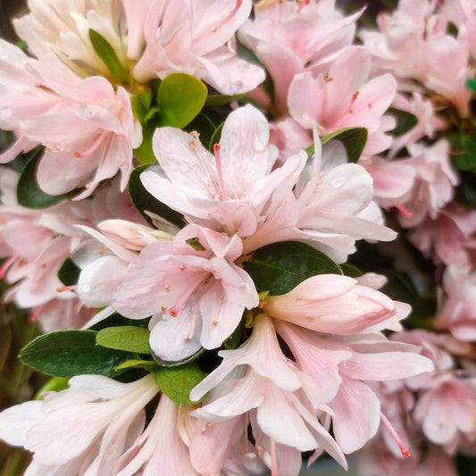 Rhododendron 'Peach Kirin' (Azalea)