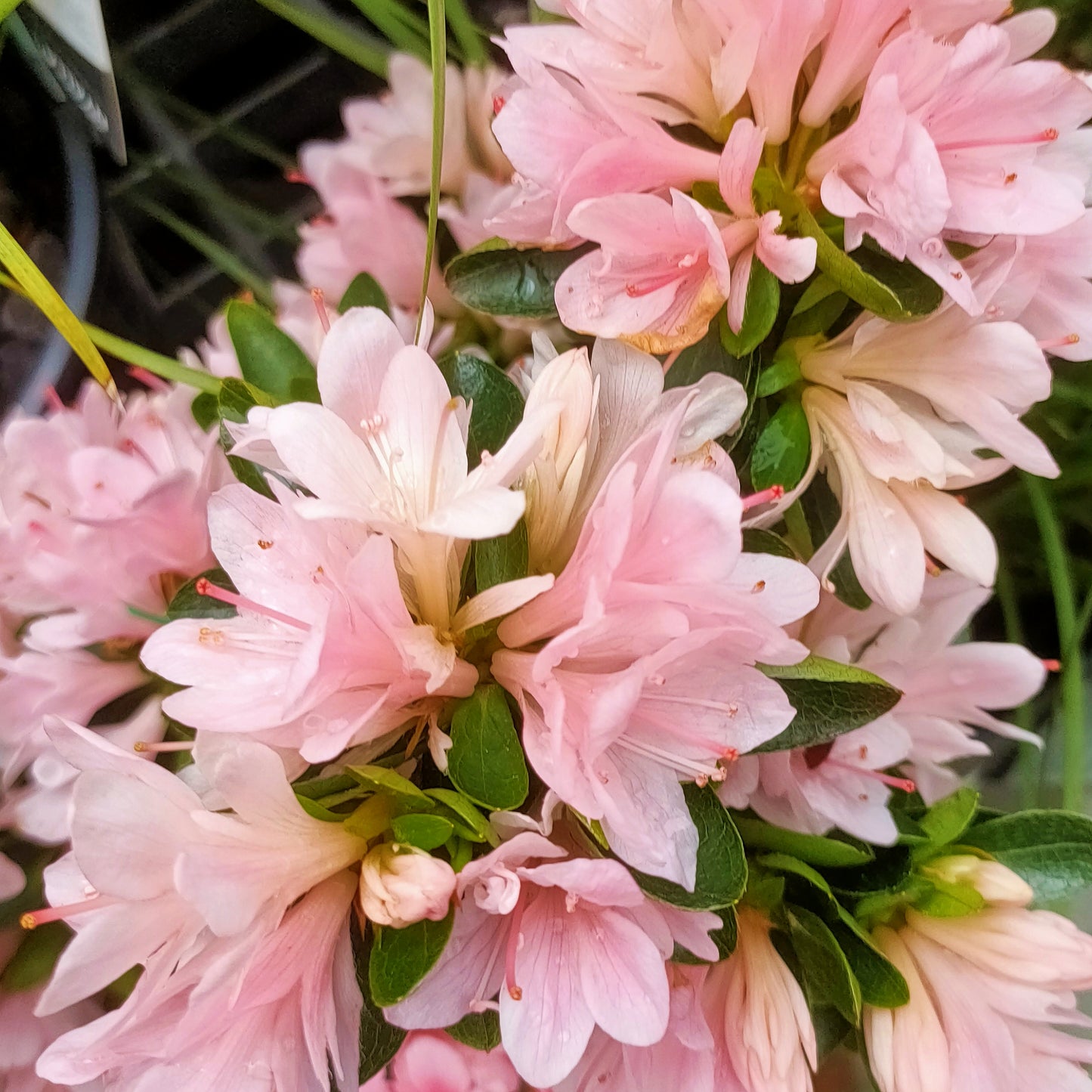 Rhododendron 'Peach Kirin' (Azalea)